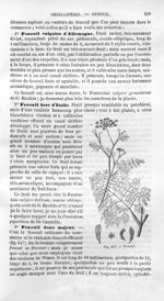 Fenouil - Histoire naturelle des drogues simples, ou Cours d'histoire naturelle professé à l'École s [...]