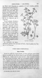 Coriandre - Histoire naturelle des drogues simples, ou Cours d'histoire naturelle professé à l'École [...]