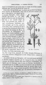 Asa-foetida - Histoire naturelle des drogues simples, ou Cours d'histoire naturelle professé à l'Éco [...]