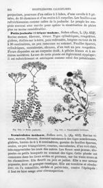Petite joubarbe / Vermiculaire brûlante - Histoire naturelle des drogues simples, ou Cours d'histoir [...]