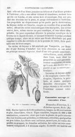 Concombre sauvage - Histoire naturelle des drogues simples, ou Cours d'histoire naturelle professé à [...]