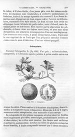 Coloquinte - Histoire naturelle des drogues simples, ou Cours d'histoire naturelle professé à l'Écol [...]