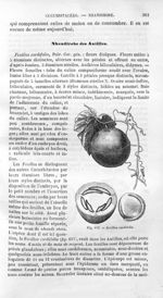 Fevillea cordifolia - Histoire naturelle des drogues simples, ou Cours d'histoire naturelle professé [...]