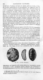 Fevillea Maregravii - Histoire naturelle des drogues simples, ou Cours d'histoire naturelle professé [...]