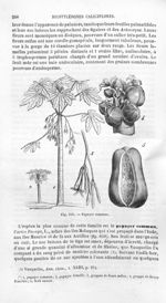 Papayer commun - Histoire naturelle des drogues simples, ou Cours d'histoire naturelle professé à l' [...]