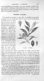 Giroflier - Histoire naturelle des drogues simples, ou Cours d'histoire naturelle professé à l'École [...]