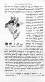 Piment de la Jamaïque - Histoire naturelle des drogues simples, ou Cours d'histoire naturelle profes [...]