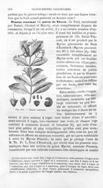 Piment couronne - Histoire naturelle des drogues simples, ou Cours d'histoire naturelle professé à l [...]