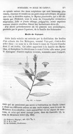 Cajeput - Histoire naturelle des drogues simples, ou Cours d'histoire naturelle professé à l'École s [...]