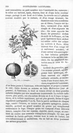 Grenadier - Histoire naturelle des drogues simples, ou Cours d'histoire naturelle professé à l'École [...]