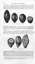 Myrobalan citrin brunâtre / Myrobalan chébule - Histoire naturelle des drogues simples, ou Cours d'h [...]