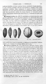 Myrobalan indien / Myrobalan bellerie - Histoire naturelle des drogues simples, ou Cours d'histoire  [...]