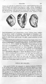 Galle de myrobalan citrin - Histoire naturelle des drogues simples, ou Cours d'histoire naturelle pr [...]