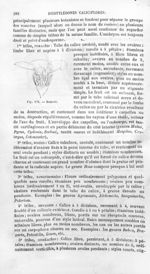 Rosacée - Histoire naturelle des drogues simples, ou Cours d'histoire naturelle professé à l'École s [...]