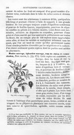 Rosier sauvage - Histoire naturelle des drogues simples, ou Cours d'histoire naturelle professé à l' [...]
