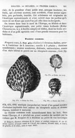 Fraise du Chili / Fraise Asa Gray - Histoire naturelle des drogues simples, ou Cours d'histoire natu [...]