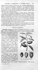 Amandier commun - Histoire naturelle des drogues simples, ou Cours d'histoire naturelle professé à l [...]