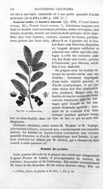 Laurier-cerise - Histoire naturelle des drogues simples, ou Cours d'histoire naturelle professé à l' [...]