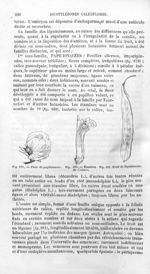 Fleur de papilionacée / Etamines de Colutea / Fruit de légumineuse - Histoire naturelle des drogues  [...]