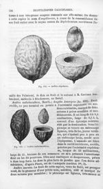Andira stipulacea / Andira anthelminthica - Histoire naturelle des drogues simples, ou Cours d'histo [...]