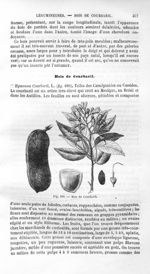 Bois de Courbaril - Histoire naturelle des drogues simples, ou Cours d'histoire naturelle professé à [...]