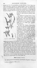 Mélilot officinal - Histoire naturelle des drogues simples, ou Cours d'histoire naturelle professé à [...]