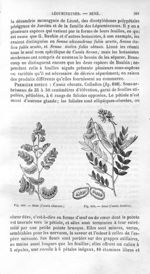 Séné (Cassia obovata) / Séné (Cassia lenitiva) - Histoire naturelle des drogues simples, ou Cours d' [...]