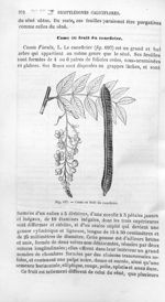 Casse ou fruit du caneficier - Histoire naturelle des drogues simples, ou Cours d'histoire naturelle [...]