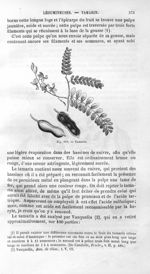 Tamarin - Histoire naturelle des drogues simples, ou Cours d'histoire naturelle professé à l'École s [...]
