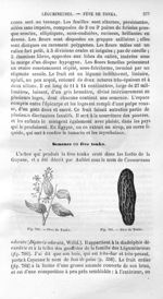 Fève de Tonka - Histoire naturelle des drogues simples, ou Cours d'histoire naturelle professé à l'É [...]