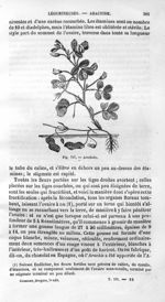 Arachide - Histoire naturelle des drogues simples, ou Cours d'histoire naturelle professé à l'École  [...]