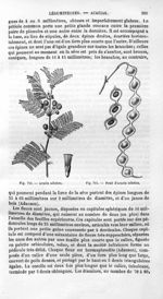 Acacia nilotica / Fruit d'acacia nilotica - Histoire naturelle des drogues simples, ou Cours d'histo [...]