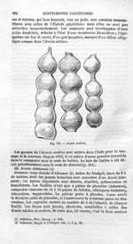 Acacia Arabica - Histoire naturelle des drogues simples, ou Cours d'histoire naturelle professé à l' [...]