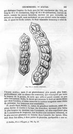 Acacia Adansonii - Histoire naturelle des drogues simples, ou Cours d'histoire naturelle professé à  [...]