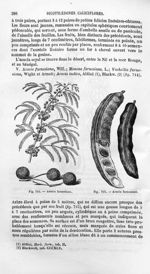 Acacia farnesiana - Histoire naturelle des drogues simples, ou Cours d'histoire naturelle professé à [...]