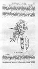 Acacia Verek - Histoire naturelle des drogues simples, ou Cours d'histoire naturelle professé à l'Éc [...]