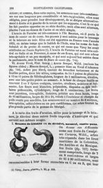Gousse de libidibi - Histoire naturelle des drogues simples, ou Cours d'histoire naturelle professé  [...]
