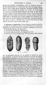 Algarobo - Histoire naturelle des drogues simples, ou Cours d'histoire naturelle professé à l'École  [...]