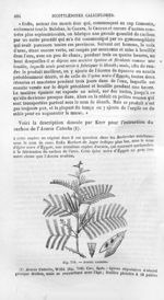 Acacia Catéchu - Histoire naturelle des drogues simples, ou Cours d'histoire naturelle professé à l' [...]