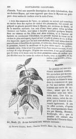 Gambir - Histoire naturelle des drogues simples, ou Cours d'histoire naturelle professé à l'École su [...]