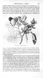 Butea frondosa - Histoire naturelle des drogues simples, ou Cours d'histoire naturelle professé à l' [...]