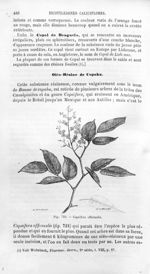Copaifera officinalis - Histoire naturelle des drogues simples, ou Cours d'histoire naturelle profes [...]