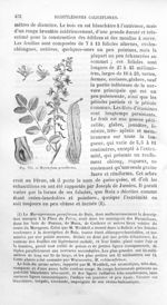 Myroxylum peruiferum - Histoire naturelle des drogues simples, ou Cours d'histoire naturelle profess [...]