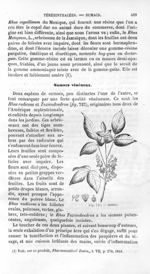 Sumac - Histoire naturelle des drogues simples, ou Cours d'histoire naturelle professé à l'École sup [...]