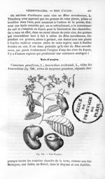 Noix d'acajou - Histoire naturelle des drogues simples, ou Cours d'histoire naturelle professé à l'É [...]
