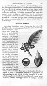 Anacarde orientale - Histoire naturelle des drogues simples, ou Cours d'histoire naturelle professé  [...]
