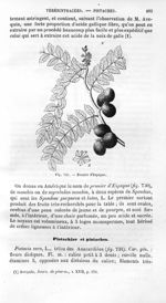 Prunier d'Espagne - Histoire naturelle des drogues simples, ou Cours d'histoire naturelle professé à [...]