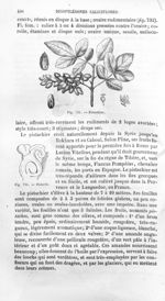 Pistachier / Pistacia - Histoire naturelle des drogues simples, ou Cours d'histoire naturelle profes [...]