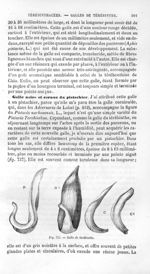 Galle de térébinthe - Histoire naturelle des drogues simples, ou Cours d'histoire naturelle professé [...]