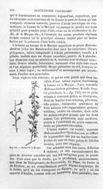 Baume de la Mecque - Histoire naturelle des drogues simples, ou Cours d'histoire naturelle professé  [...]
